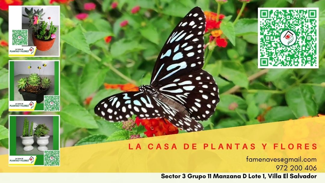 Diseño mariposa